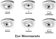 Eye movement